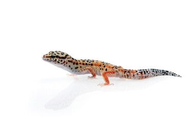 Baby Leopard Gecko on white background