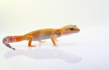 Baby Leopard Gecko on white background