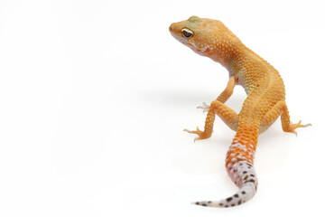 Baby Leopard Gecko on white background