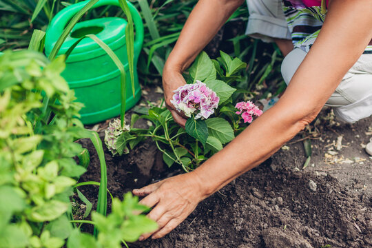 Woman Gardener Transplanting Pink Hydrangea Flowers From Pot Into Wet Soil. Autumn Garden Work.