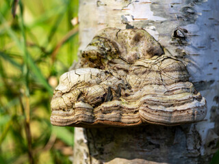 Fototapeta na wymiar Tinder fungus close up on birch tree trunk