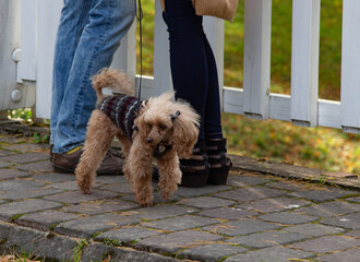 Dog at the feet of a young couple. The dog in the jumper