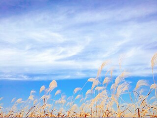 Obraz premium grass and sky