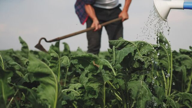 farmers hoe spud the crop in a green crop field. agribusiness agriculture farming concept. watered with a watering can irrigation of green field foliage. farmers work in field harvest lifestyle crop