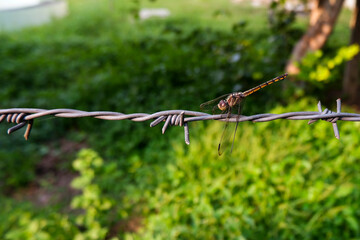 dragonfly isolated on rusted barbed wire in park