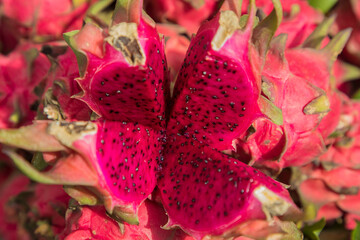 dragon fruit