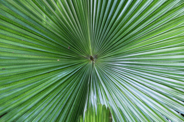 The green palm leaves texture background.