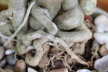 Close-up view of bonsai root plant background.