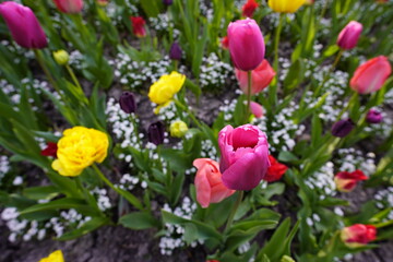 Fototapeta premium Flowers in the park, floral background