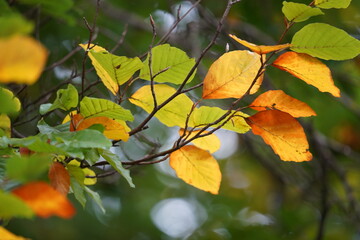 autumn leaves on a beech tree