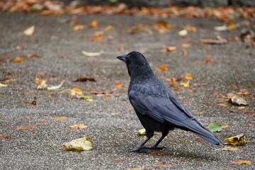crow on the street with autumn leaves