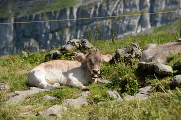 Schweizer Kühe auf der Almweide