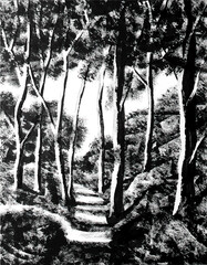 Sunny forest with a forest path. Illustration, an ink graphic drawing