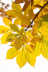 黄色く染まる秋の葉