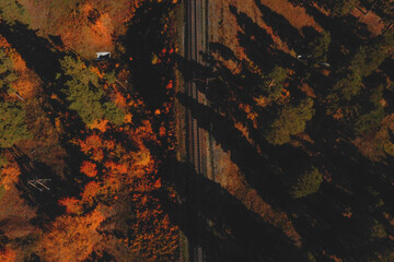abandoned forest road in autumn forest