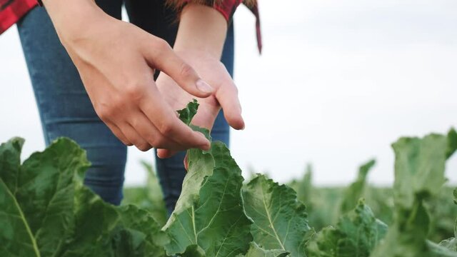 Agriculture. farmer girl hand caring for green a plants in the garden. agriculture. agribusiness subsistence crop agriculture. farmer hand crop girl works harvests beet