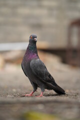 The beautiful pigeon is black