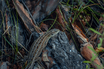 The sand lizard (Lacerta agilis) on a wooden beam in the grass. Green lizard close up.