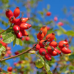 Reife Hagebutten am Strauch