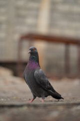 The beautiful pigeon is black