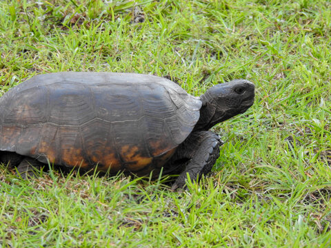 Gopher tortoise near Siesta Key, Florida