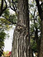 Obraz premium tree in the park