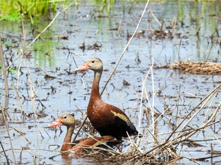 Black-bellied whistling duck in Florida