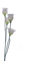 Prairie gentian - Eustoma - Lisianthus