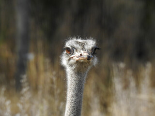 Friendly ostrich in the Orana Wildlife Park in Christchurch, New Zealand