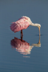  Roseate spoonbill looking for food. © Jo