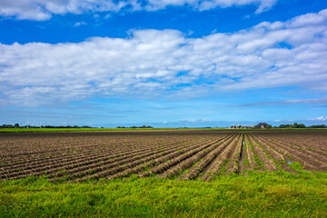 Rural landscape with empty potato field
