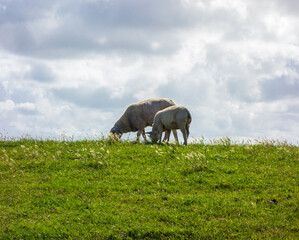 Close up of sheep eating grass
