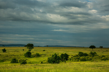 Fototapeta na wymiar Acacia trees and spring green grass on the Maasai Mara savannah, Kenya, Africa.