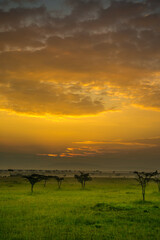 Acacia trees and spring green grass at sunrise on the Maasai Mara savannah, Kenya, Africa.