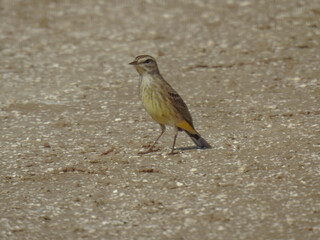 Palm warbler in Florida