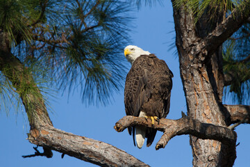 American Bald Eagle on branch.
