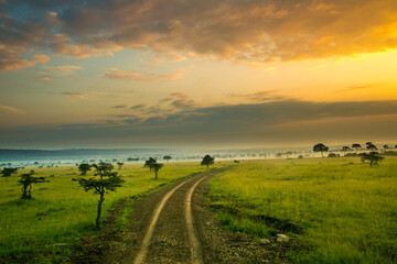 A narrow road winds through the Acacia trees and spring green grass at sunrise on the Maasai Mara savannah, Kenya, Africa.