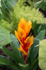 Closeup of orange flower of bromelia succulent plant in a public garden