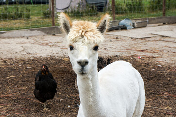 Lama im Gehege