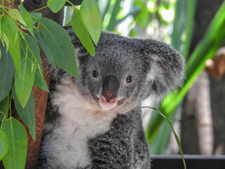 Koala on Magnetic Island in Australia © Lisa