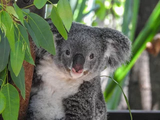 Foto op Plexiglas Koala on Magnetic Island in Australia © Lisa