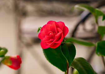 Bright red rose on a light brown background.