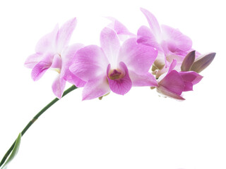 Blossoms of an orchid