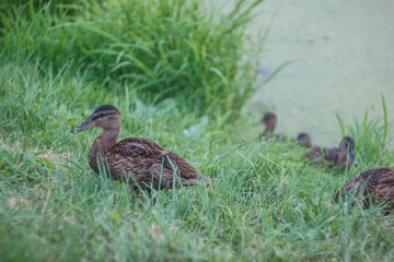 Young wild ducks on the river