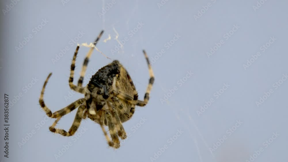 Poster macro shot of toxic spider hanging on spiderweb net during daytime.ugly creature.