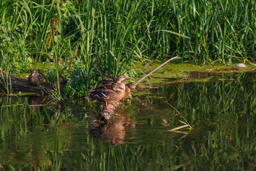 Young wild ducks on the river