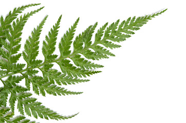 closeup of green fern isolated on white