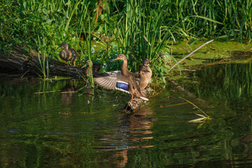 Young wild ducks on the river