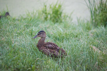 Young wild duck on the river