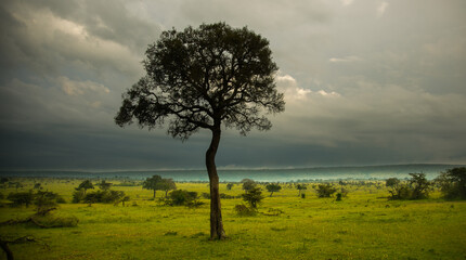 Fototapeta na wymiar Several acatia trees with a dark sky in the background on the Maasai Mara Savannah, Kenya, Africa.